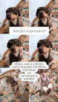 Cachorro raça SRD-ViraLata idade 1 ano nome Vhagar 