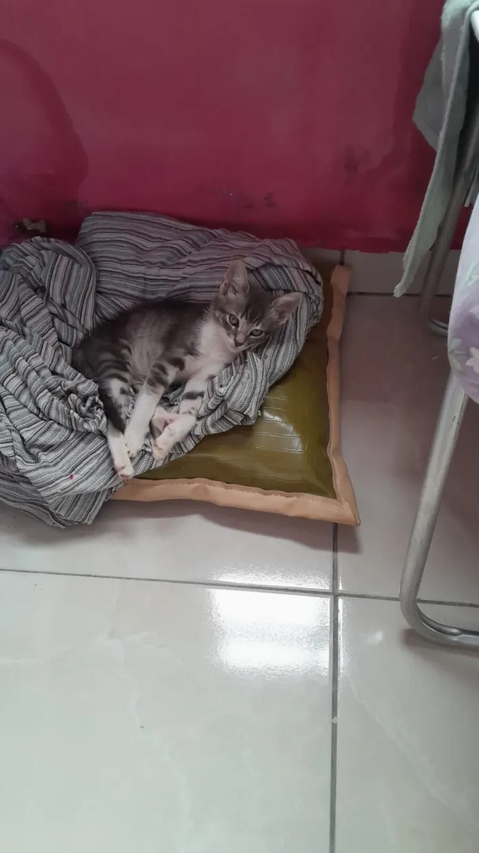 Gato raça SRD-ViraLata idade 2 a 6 meses nome Branco com cinza