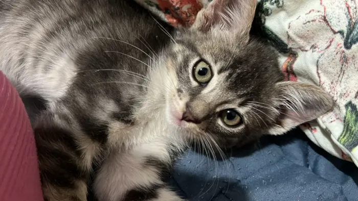 Gato raça SRD-ViraLata idade 2 a 6 meses nome Branco com cinza