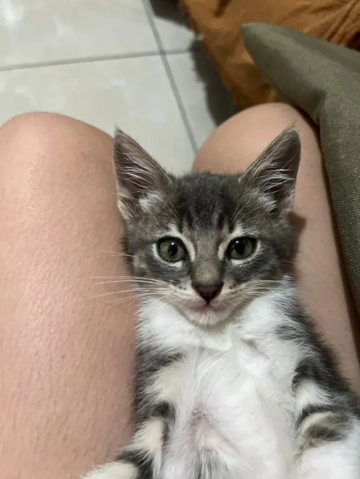 Gato raça SRD-ViraLata idade 2 a 6 meses nome Branco com cinza