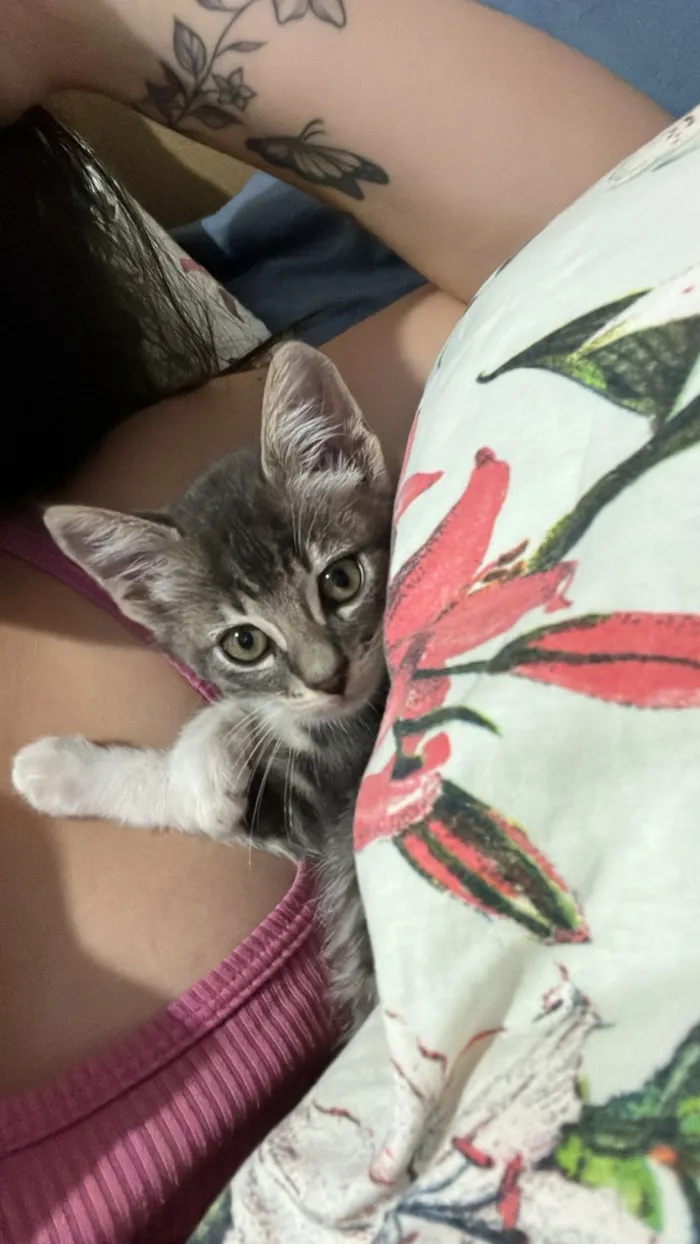 Gato raça SRD-ViraLata idade 2 a 6 meses nome Branco com cinza