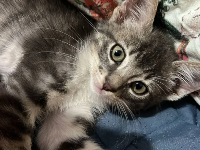 Gato raça SRD-ViraLata idade 2 a 6 meses nome Branco com cinza