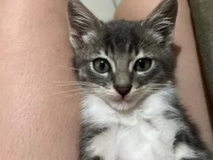 Gato raça SRD-ViraLata idade 2 a 6 meses nome Branco com cinza