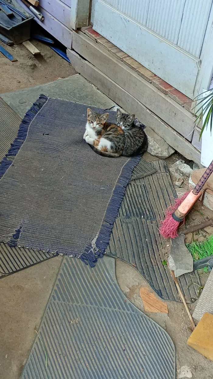 Gato raça SRD-ViraLata idade 2 a 6 meses nome 2 macho com cinza e duas fêmeas tricolor.