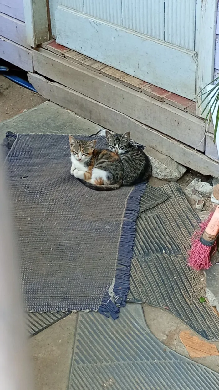 Gato raça SRD-ViraLata idade 2 a 6 meses nome 2 macho com cinza e duas fêmeas tricolor.