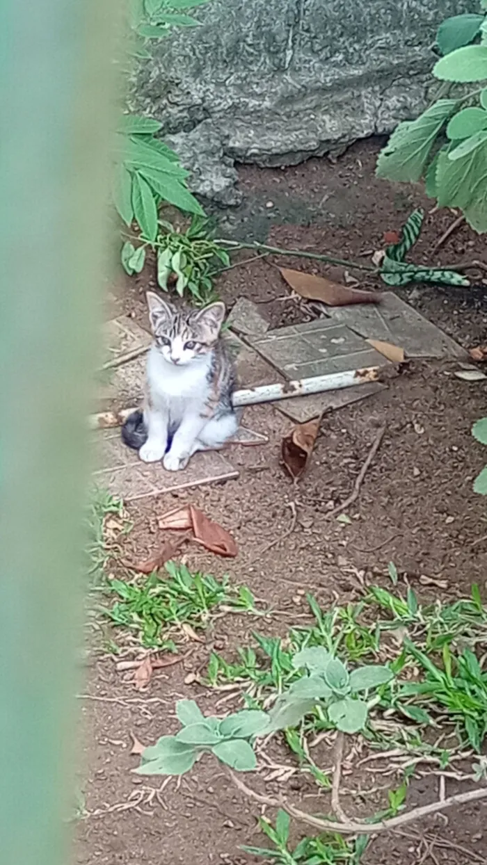 Gato raça SRD-ViraLata idade 2 a 6 meses nome 2 macho com cinza e duas fêmeas tricolor.