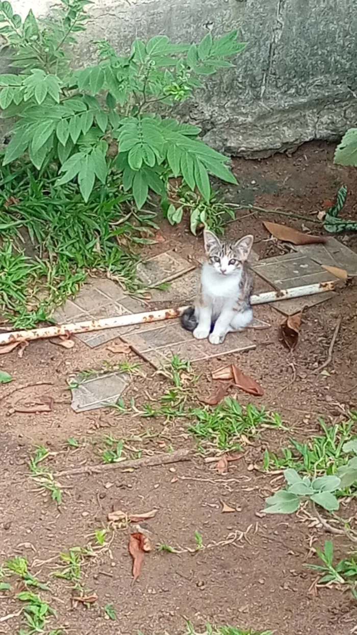 Gato raça SRD-ViraLata idade 2 a 6 meses nome 2 macho com cinza e duas fêmeas tricolor.