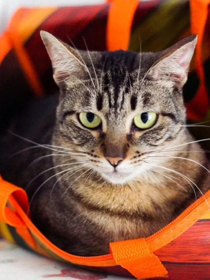 Gato raça SRD-ViraLata idade 5 anos nome Ágata