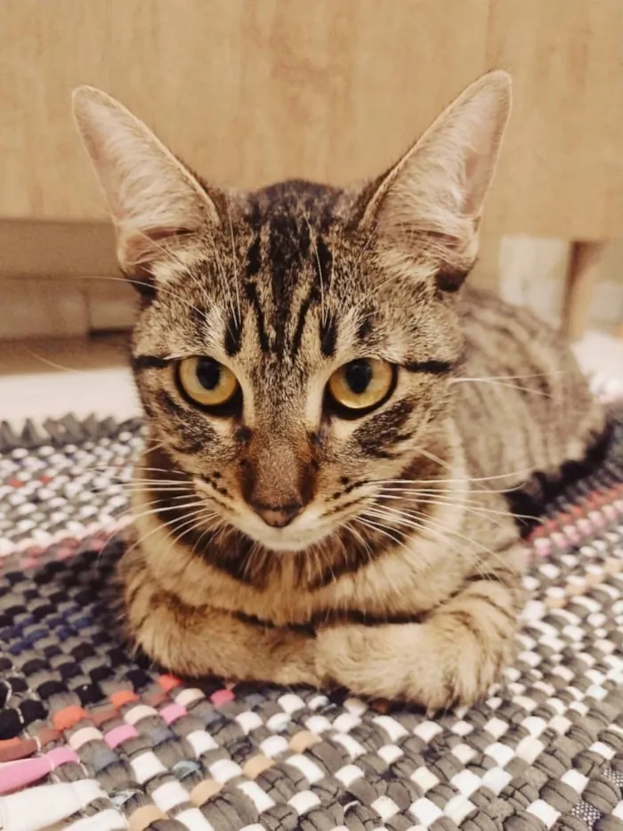 Gato raça SRD-ViraLata idade 5 anos nome Ágata