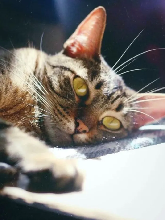 Gato raça SRD-ViraLata idade 5 anos nome Ágata