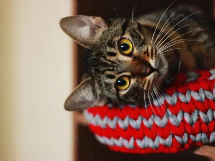 Gato raça SRD-ViraLata idade 5 anos nome Ágata