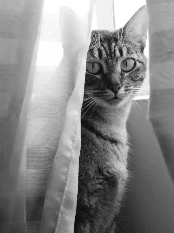 Gato raça SRD-ViraLata idade 5 anos nome Ágata