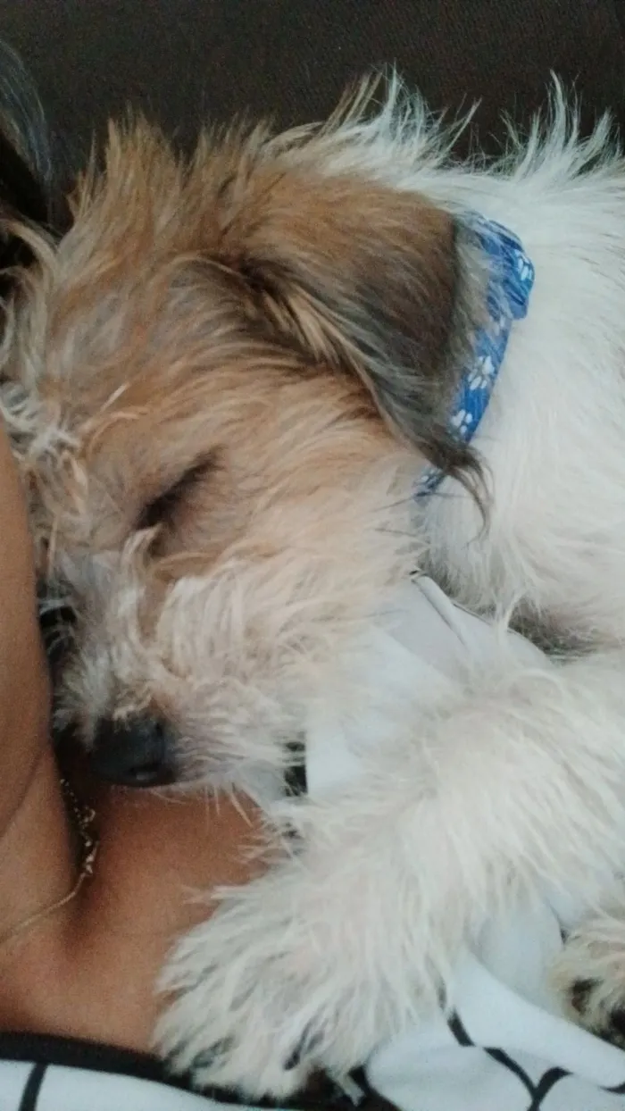 Cachorro raça Shitzu idade 7 a 11 meses nome Astro