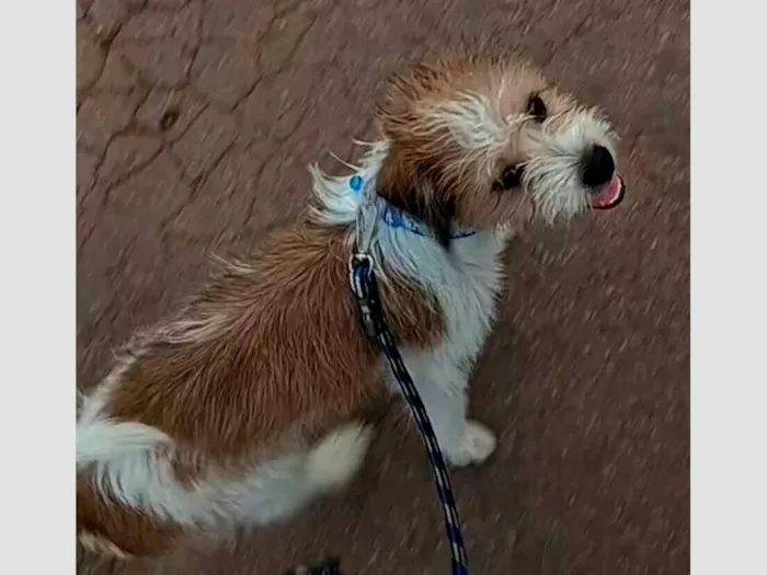 Cachorro raça Shitzu idade 7 a 11 meses nome Astro