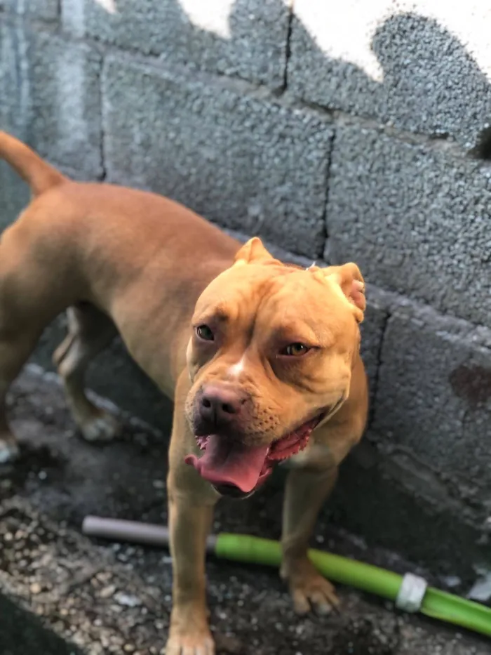 Cachorro raça Pit-Bull idade 3 anos nome Medusa 