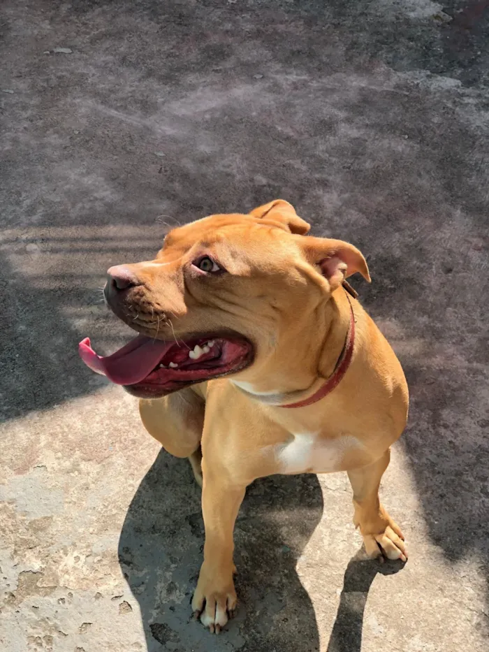 Cachorro raça Pit-Bull idade 3 anos nome Medusa 