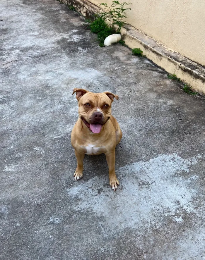 Cachorro raça Pit-Bull idade 3 anos nome Medusa 
