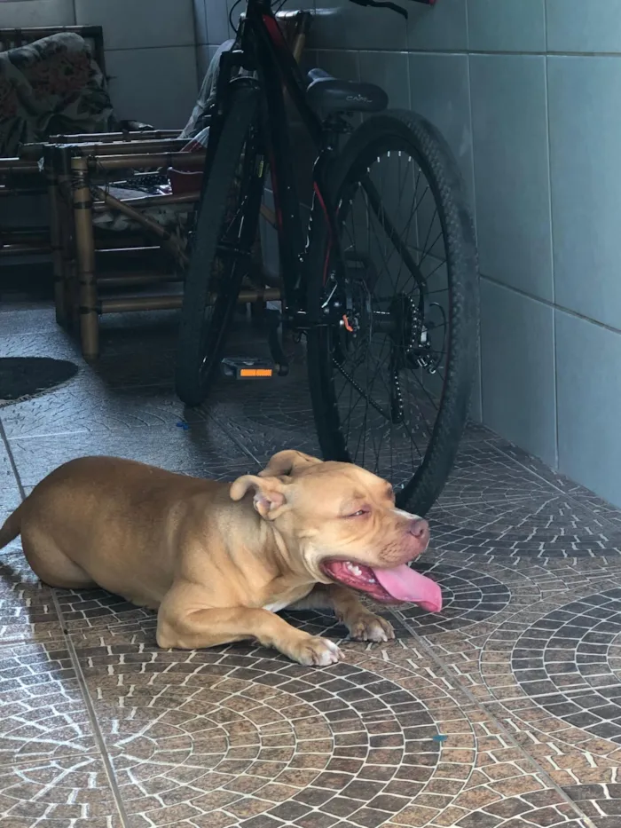 Cachorro raça Pit-Bull idade 3 anos nome Medusa 
