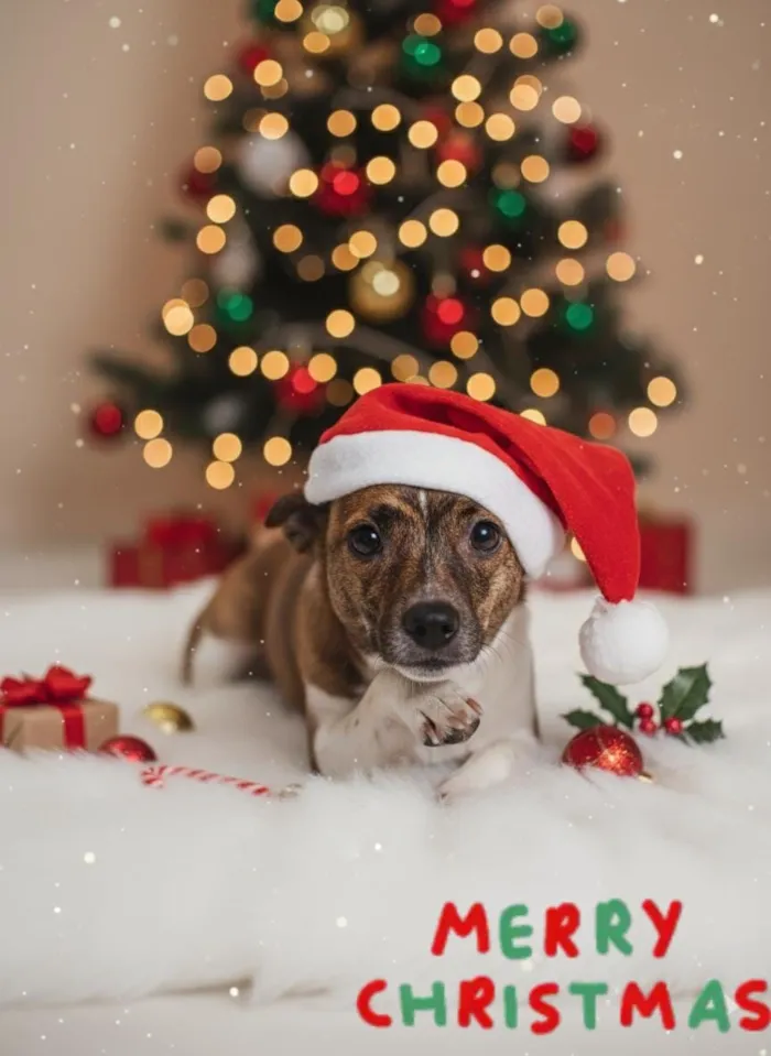 Cachorro raça SRD-ViraLata idade 7 a 11 meses nome Bambi