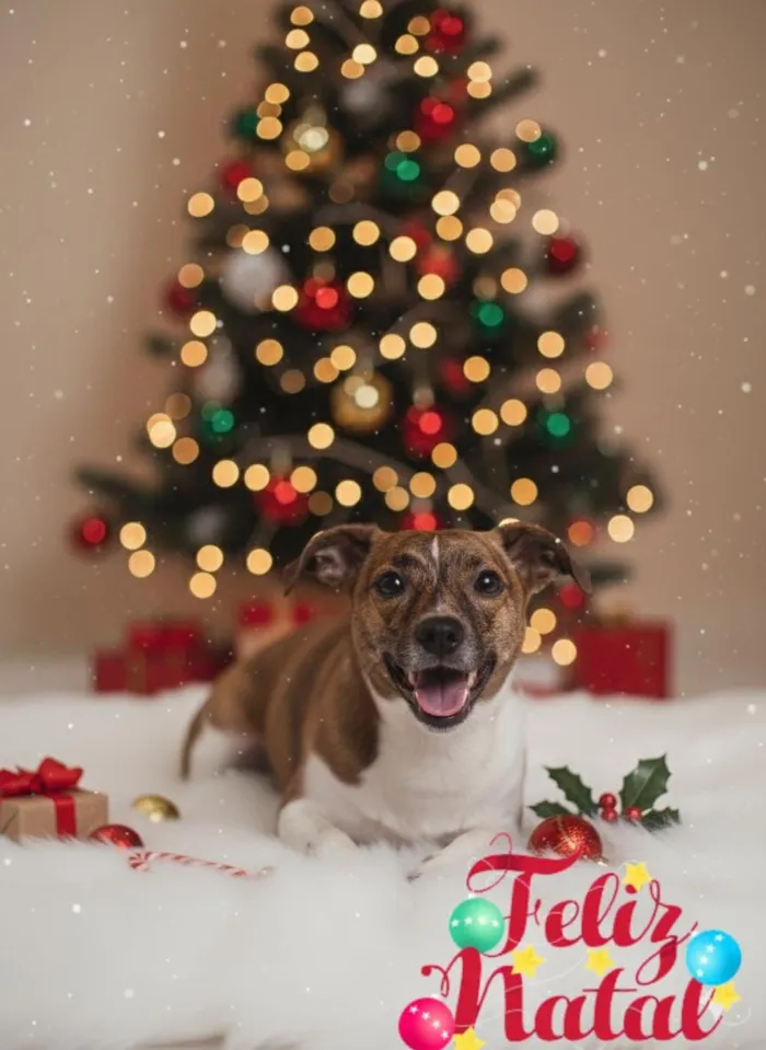 Cachorro raça SRD-ViraLata idade 7 a 11 meses nome Bambi