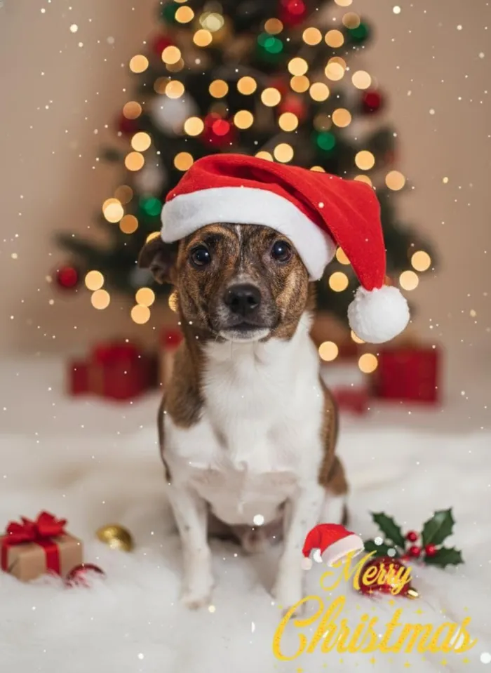 Cachorro raça SRD-ViraLata idade 7 a 11 meses nome Bambi