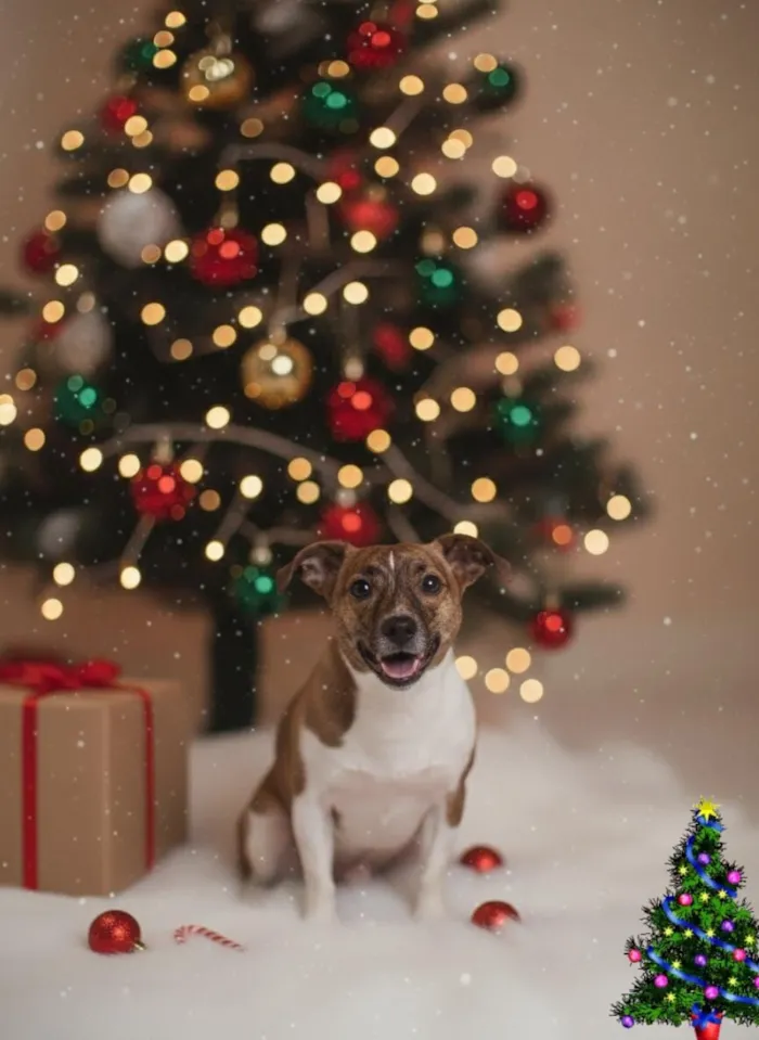 Cachorro raça SRD-ViraLata idade 7 a 11 meses nome Bambi