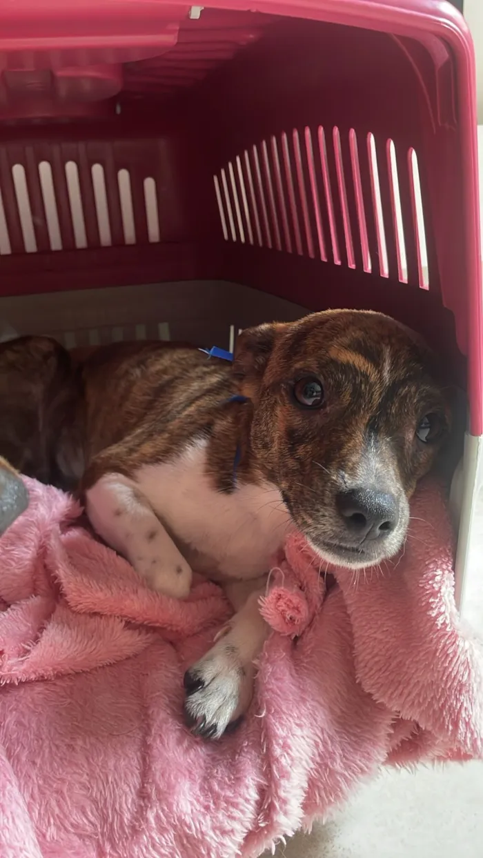 Cachorro raça SRD-ViraLata idade 7 a 11 meses nome Bambi