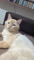 Gato raça SRD-ViraLata idade 4 anos nome Não sei