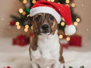 Cachorro raça SRD-ViraLata idade 7 a 11 meses nome Bambi