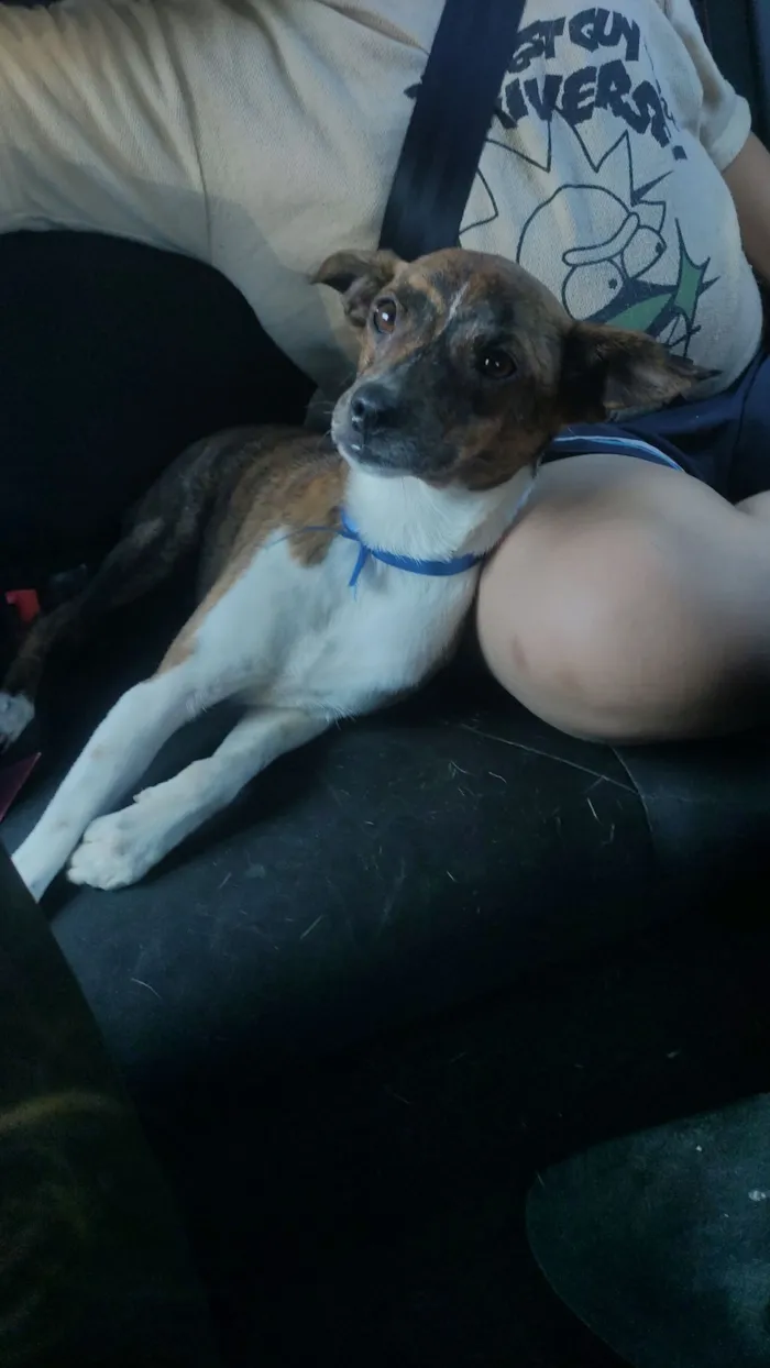 Cachorro raça SRD-ViraLata idade 7 a 11 meses nome Bambi