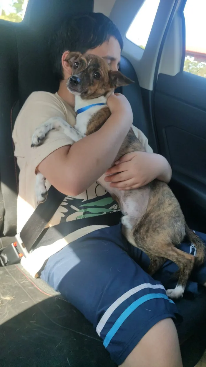 Cachorro raça SRD-ViraLata idade 7 a 11 meses nome Bambi