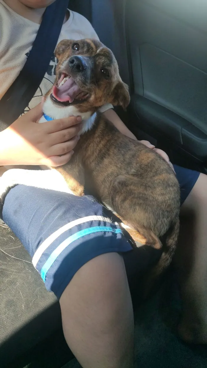 Cachorro raça SRD-ViraLata idade 7 a 11 meses nome Bambi