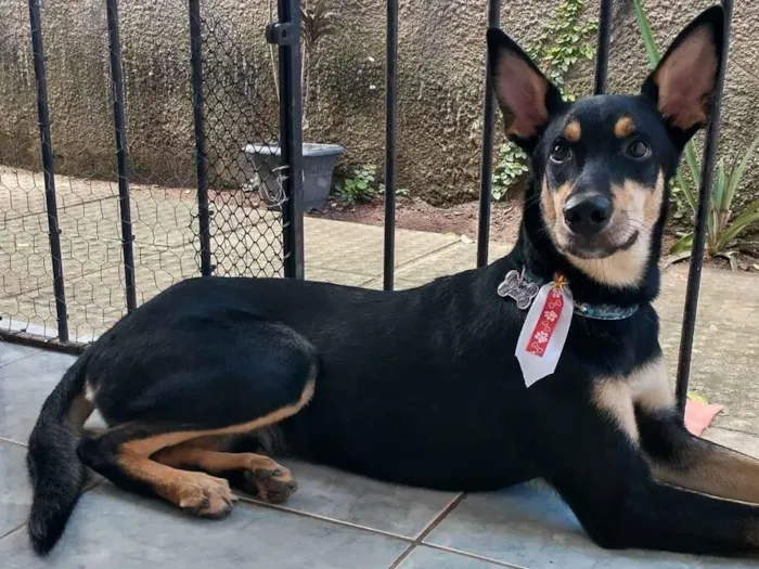 Cachorro raça SRD-ViraLata idade 5 anos nome Pretinho