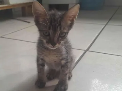 Gato raça Siamês idade 2 a 6 meses nome Tomca,Jerry,arroz e cockie 