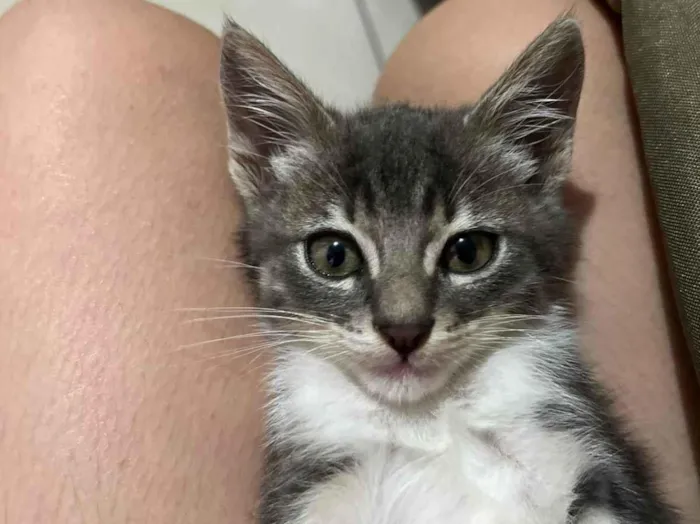Gato raça SRD-ViraLata idade 2 a 6 meses nome Branco com cinza