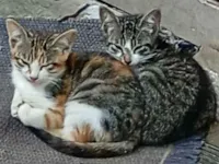 Gato raça SRD-ViraLata idade 2 a 6 meses nome 2 macho com cinza e duas fêmeas tricolor.