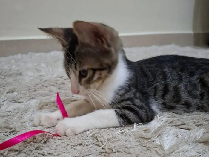 Gato raça SRD-ViraLata idade 2 a 6 meses nome Soneca