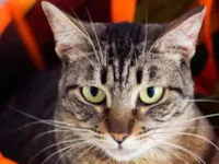 Gato raça SRD-ViraLata idade 5 anos nome Ágata