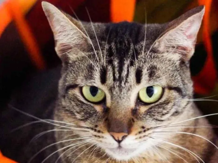 Gato raça SRD-ViraLata idade 5 anos nome Ágata