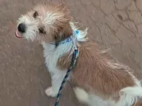 Cachorro raça Shitzu idade 7 a 11 meses nome Astro