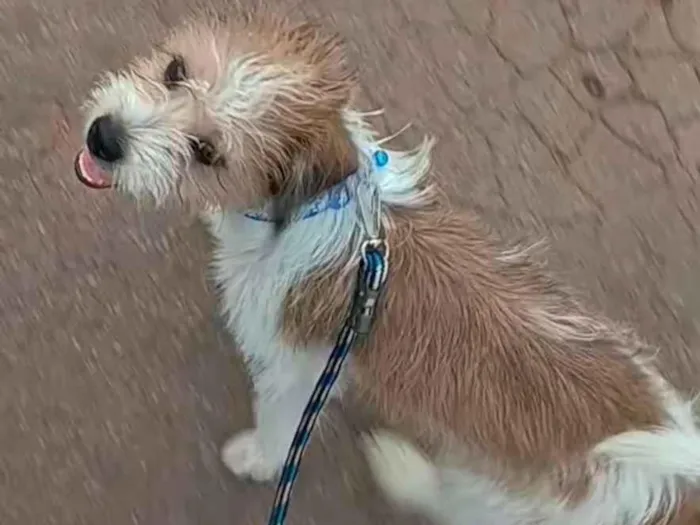 Cachorro raça Shitzu idade 7 a 11 meses nome Astro