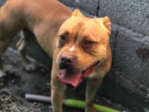 Cachorro raça Pit-Bull idade 3 anos nome Medusa 