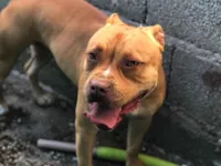 Cachorro raça Pit-Bull idade 3 anos nome Medusa 