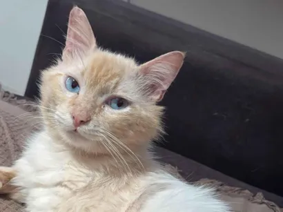 Gato raça SRD-ViraLata idade 4 anos nome Não sei