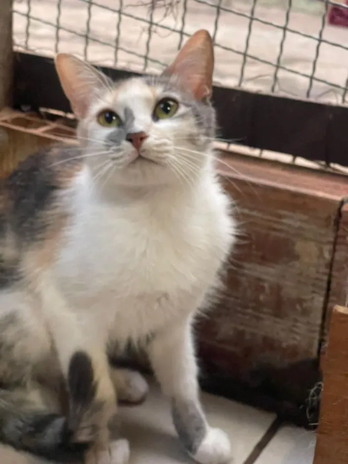 Gato raça SRD-ViraLata idade 2 anos nome Maria Amellie