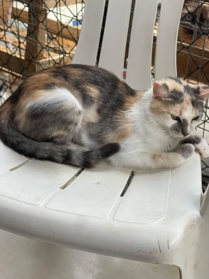 Gato raça SRD-ViraLata idade 2 anos nome Maria Amellie