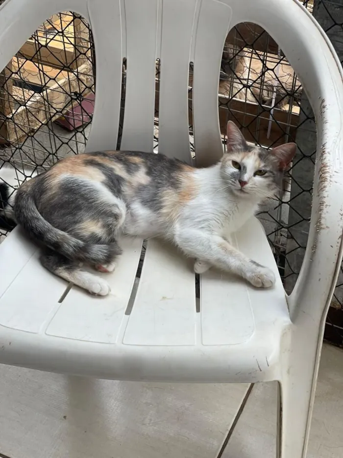 Gato raça SRD-ViraLata idade 2 anos nome Maria Amellie