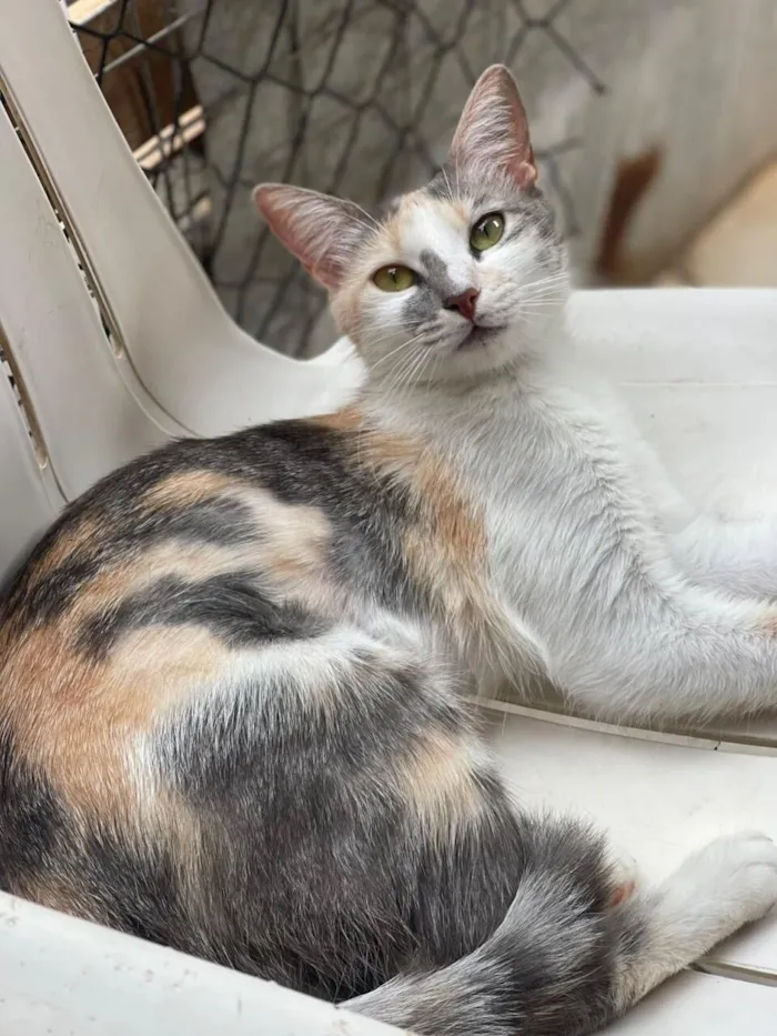Gato raça SRD-ViraLata idade 2 anos nome Maria Amellie