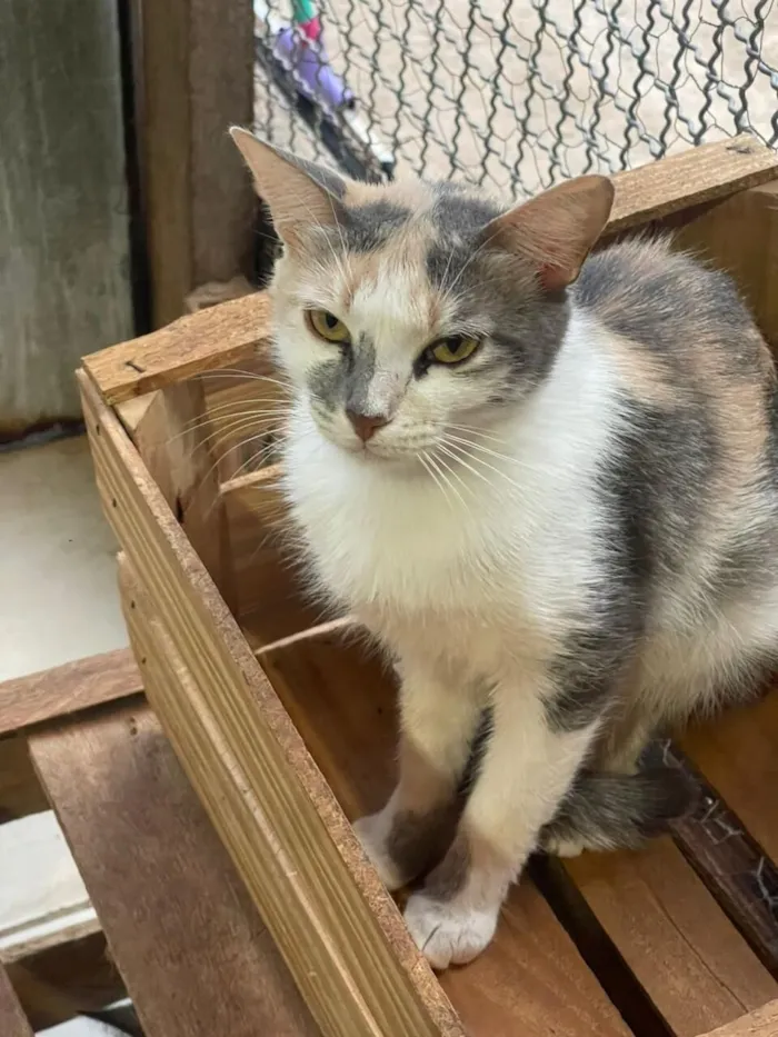 Gato raça SRD-ViraLata idade 2 anos nome Maria Amellie