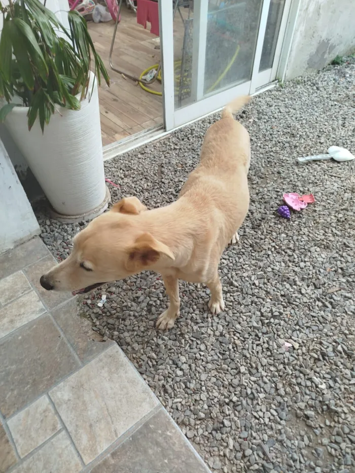 Cachorro raça SRD-ViraLata idade 6 ou mais anos nome Mel